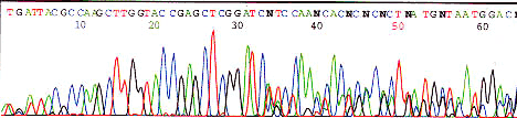 Example of Noisy Sequencing caused by Mixed plasmid
