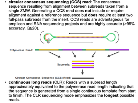 Circular Consensus Sequencing Read