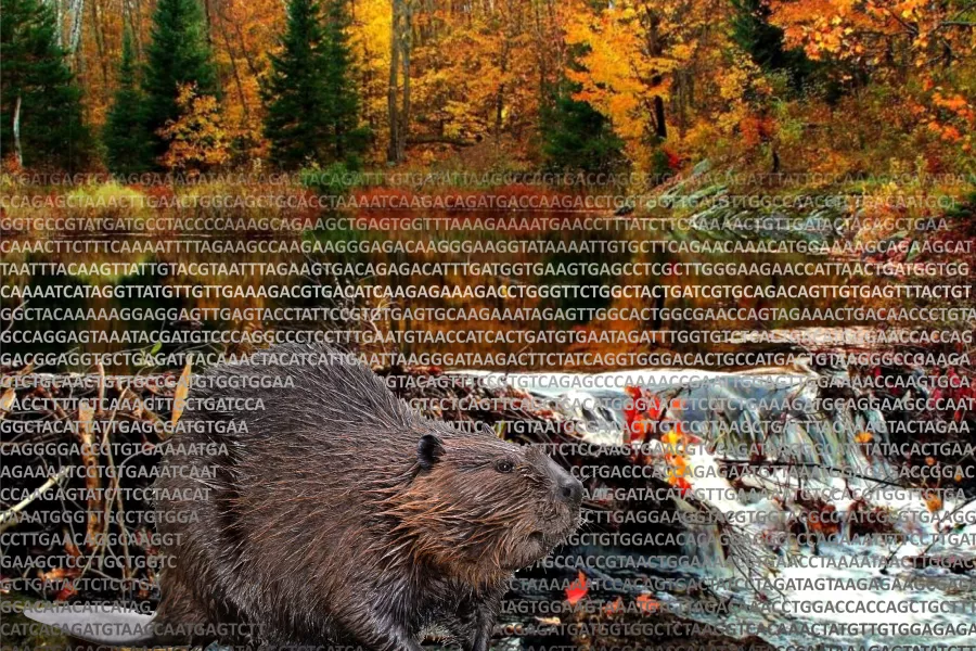 A beaver stands in front of fall trees surrounded by text.