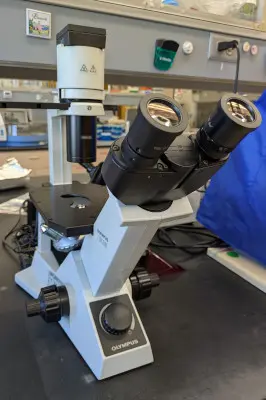 Olympus CKX31 Microscope