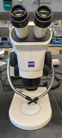 Zeiss Dissecting Microscope